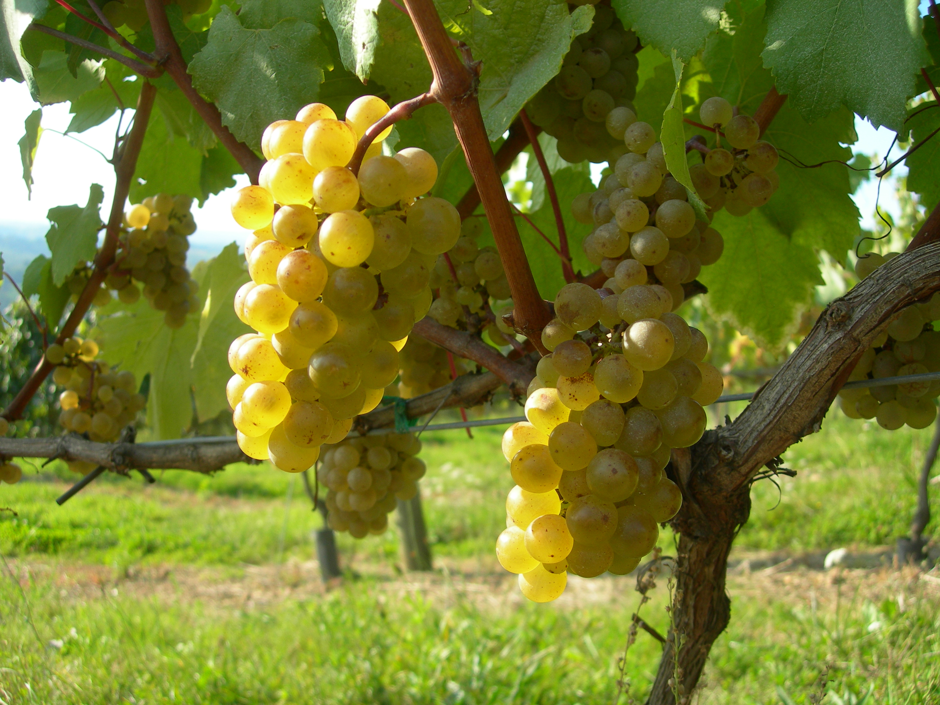 Coteaux de la Vézère